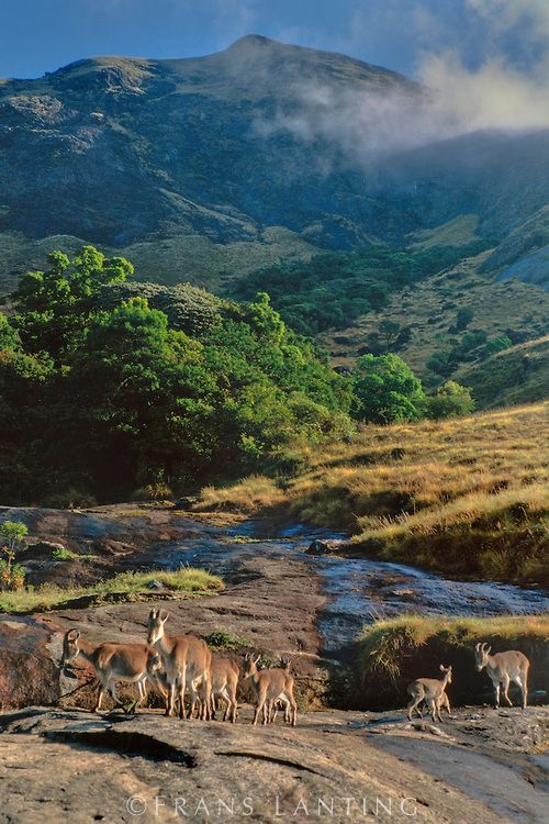 Eravikulam National Park (Rajamalai)